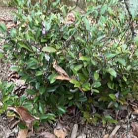 Photo of the plant species Pōhutukawa by @TimelessHoupara named Gates on Greg, the plant care app