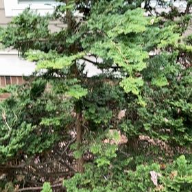 Photo of the plant species Canada Balsam by @TimelessHoupara named Nithin on Greg, the plant care app