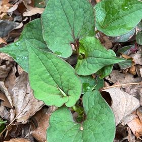 Photo of the plant species Fishwort by @TimelessHoupara named Pax on Greg, the plant care app