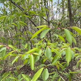 Photo of the plant species Black Chokecherry by @TimelessHoupara named Curie on Greg, the plant care app