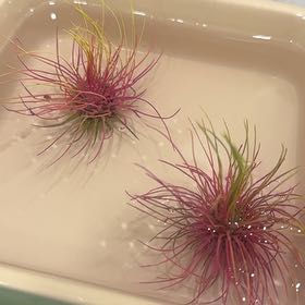 Photo of the plant species Tillandsia andreana by @HeroGymnosperma named Leonardo on Greg, the plant care app
