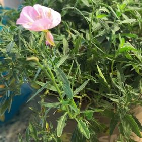 Plant care for Fuchsia 'Grace' on Greg, the plant care app