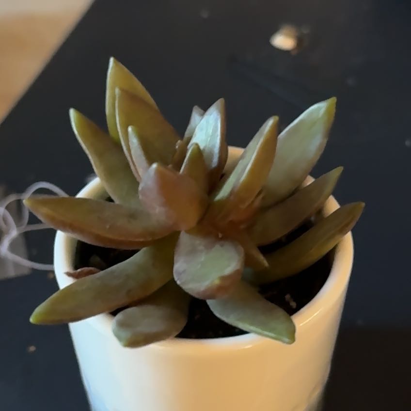 Photo of the plant species dolomite tricolor succulent by @YummyAzurebluet named Gobi on Greg, the plant care app