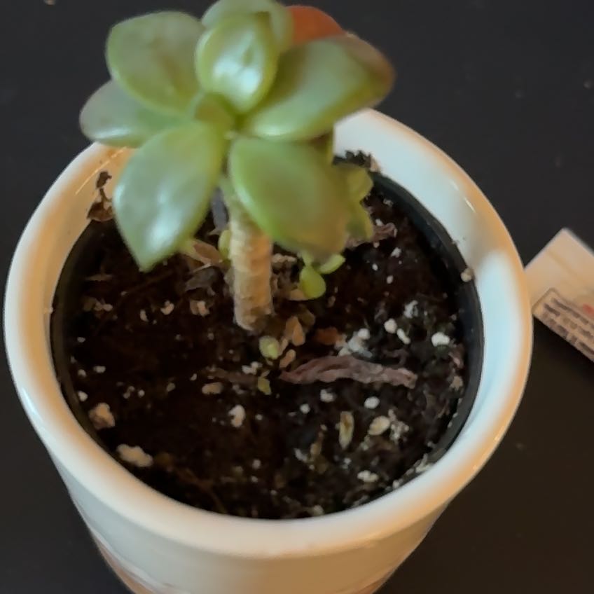 Photo of the plant species dolomite tricolor succulent by @YummyAzurebluet named Stella on Greg, the plant care app