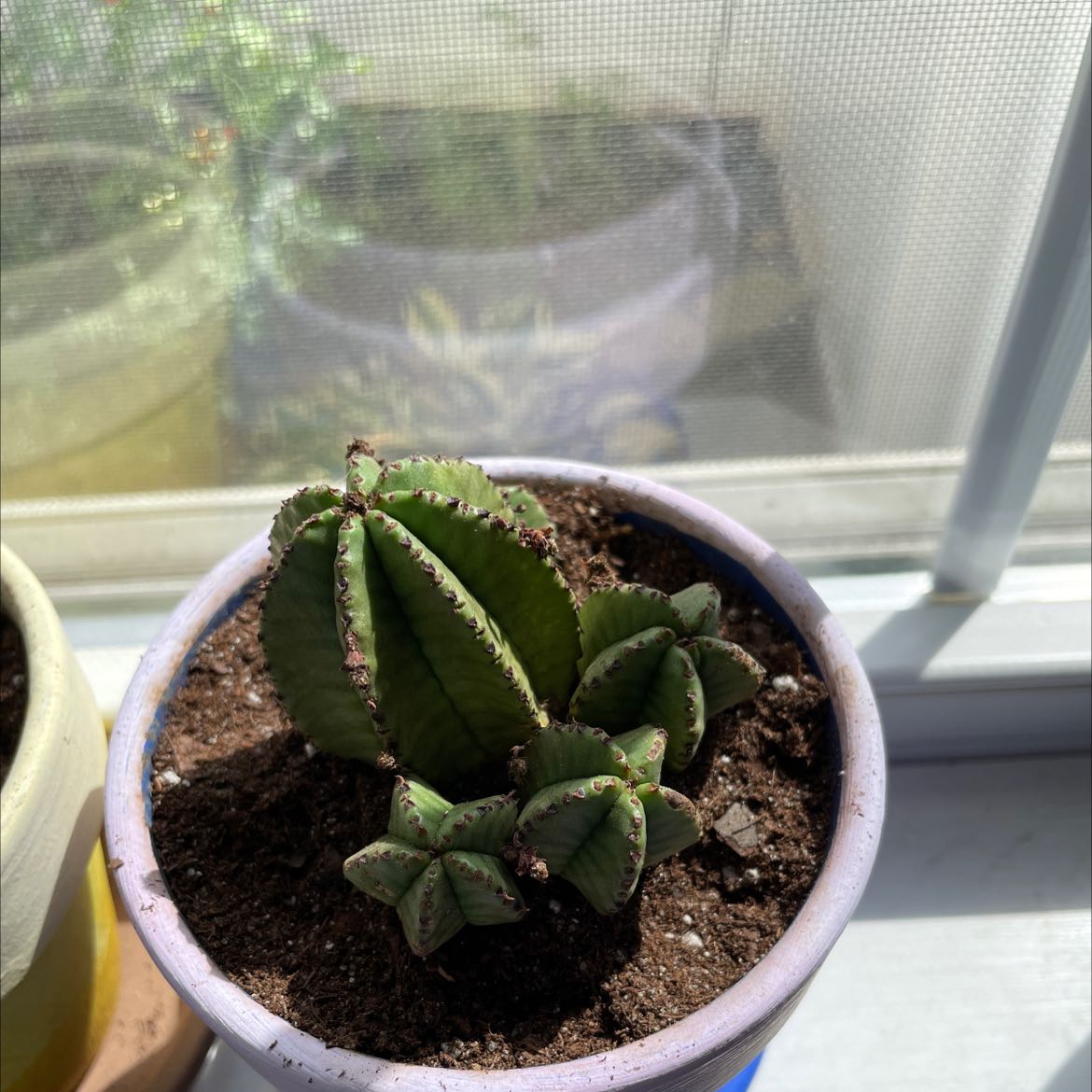 Bishop's Cap Cactus in a pot on a windowsill, healthy with visible soil.