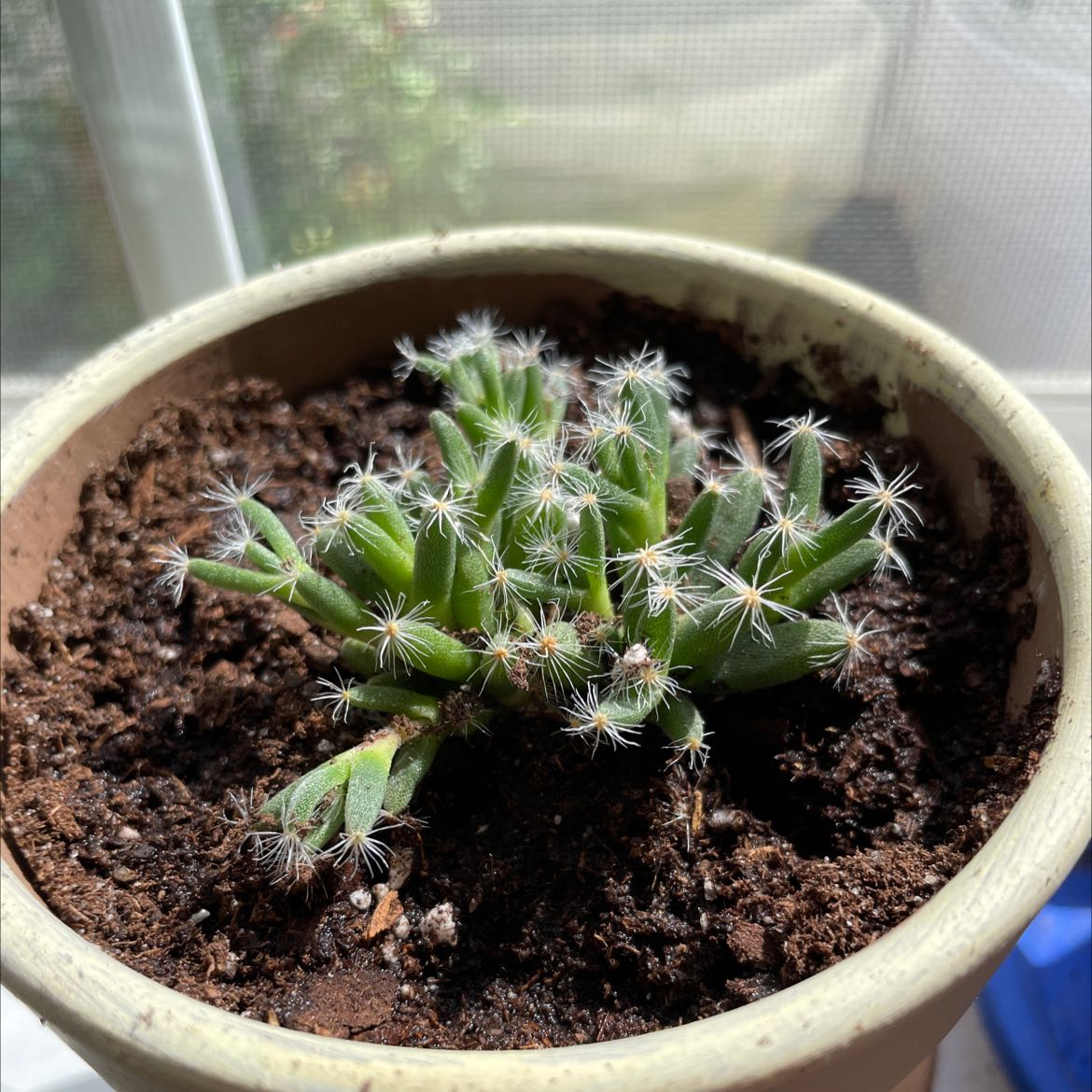 Photo of the plant species Heath Star Moss by @theresaevans named Scarlett on Greg, the plant care app