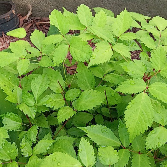 Photo of the plant species White Baneberry by @KindCarpenteria named Bruce Lee on Greg, the plant care app