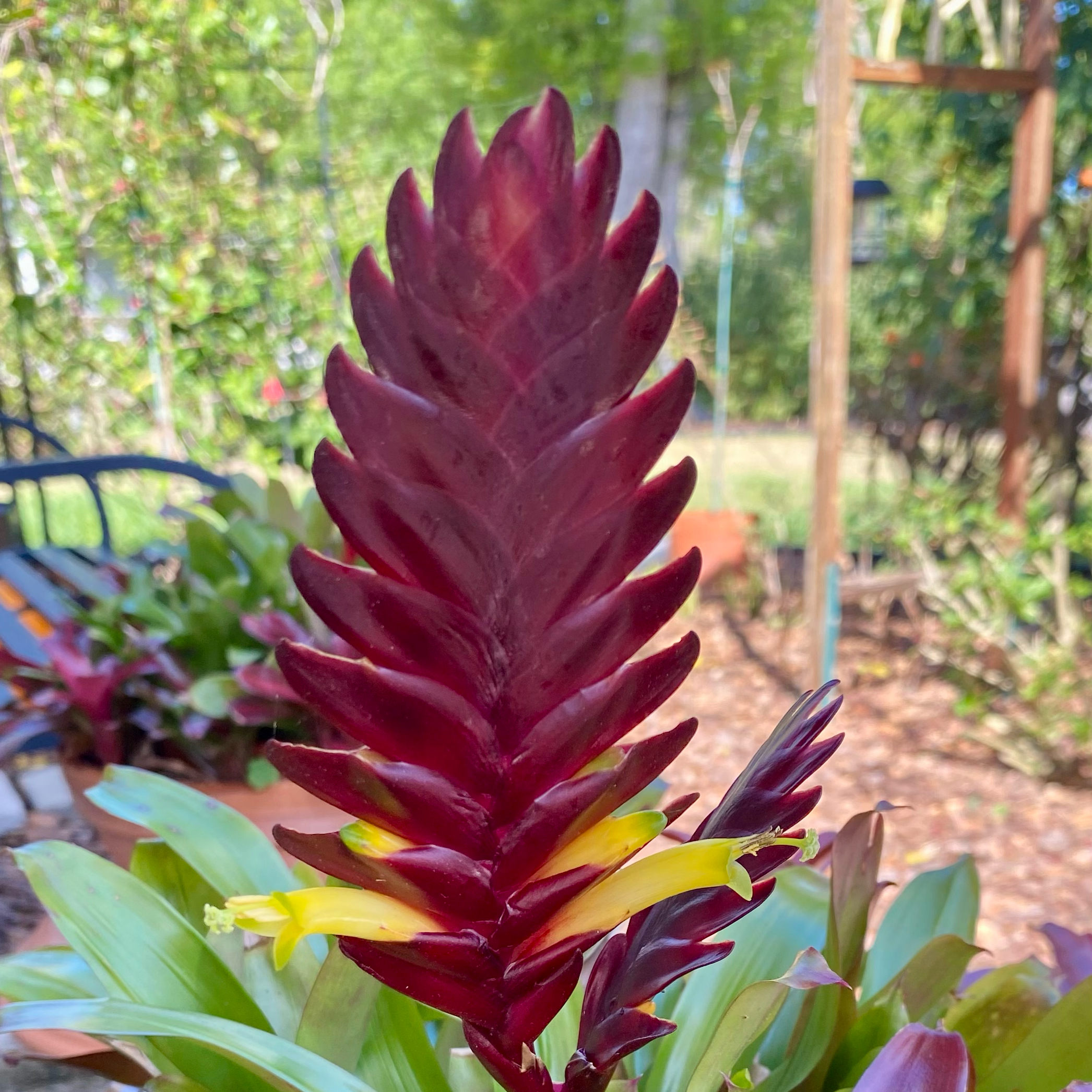 Photo of the plant species Bromeliad Vriesea by @ZestfulSedum named Joseph on Greg, the plant care app