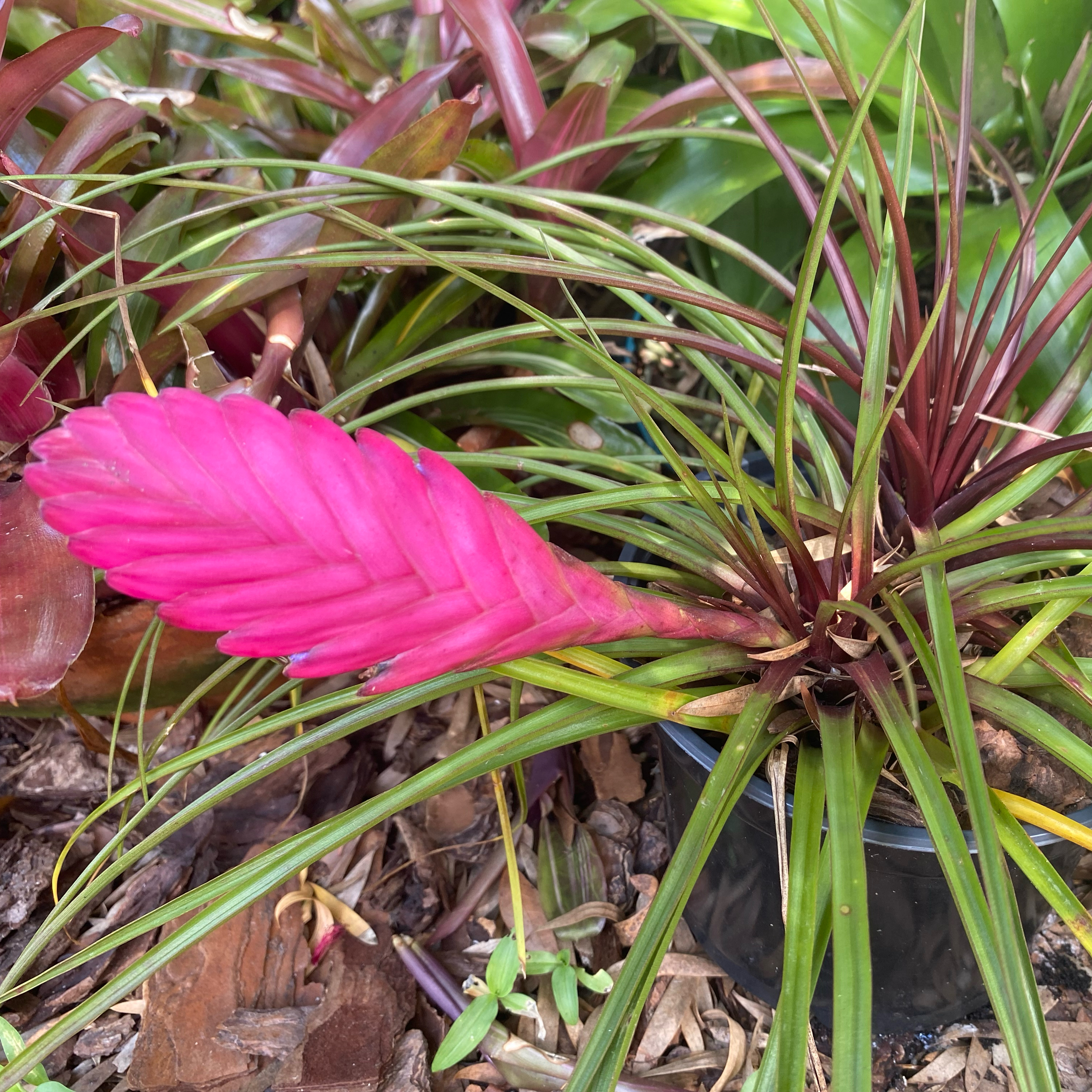 Photo of the plant species Bromeliad Vriesea by @ZestfulSedum named Purple Spike on Greg, the plant care app