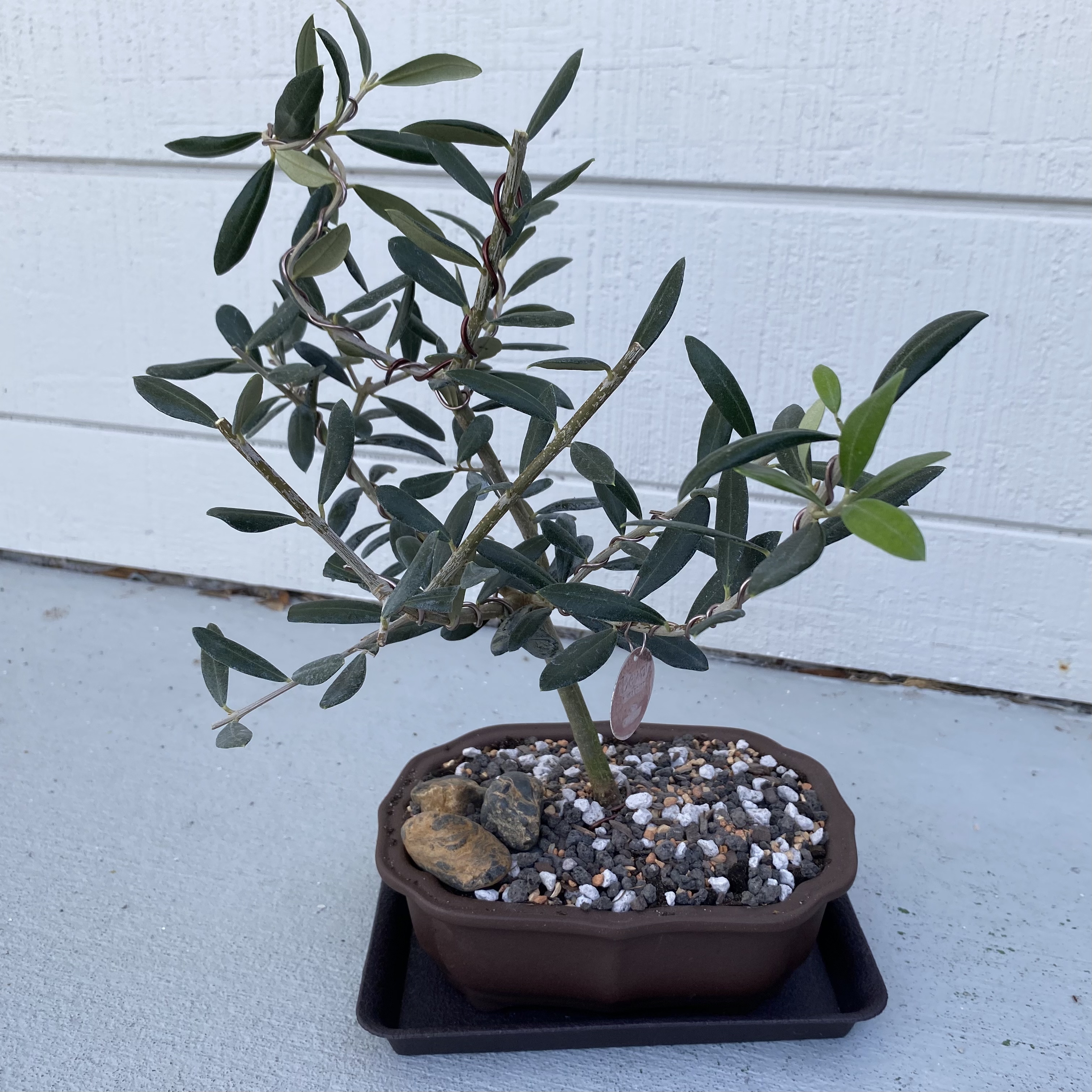 Photo of the plant species Olive Arbeiquina by @ZestfulSedum named Olivia on Greg, the plant care app