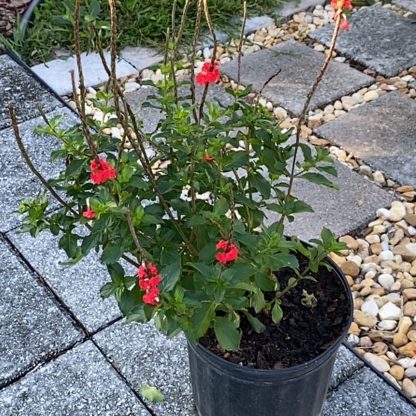 Photo of the plant species Stachytarpheta 'Coral' by @ZestfulSedum named Red Compact Porterweed on Greg, the plant care app