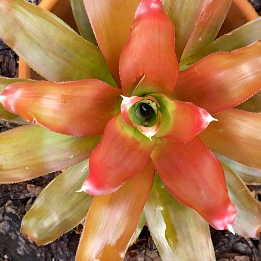 Photo of the plant species Bromeliad neoregelia by @ZestfulSedum named Starlight on Greg, the plant care app