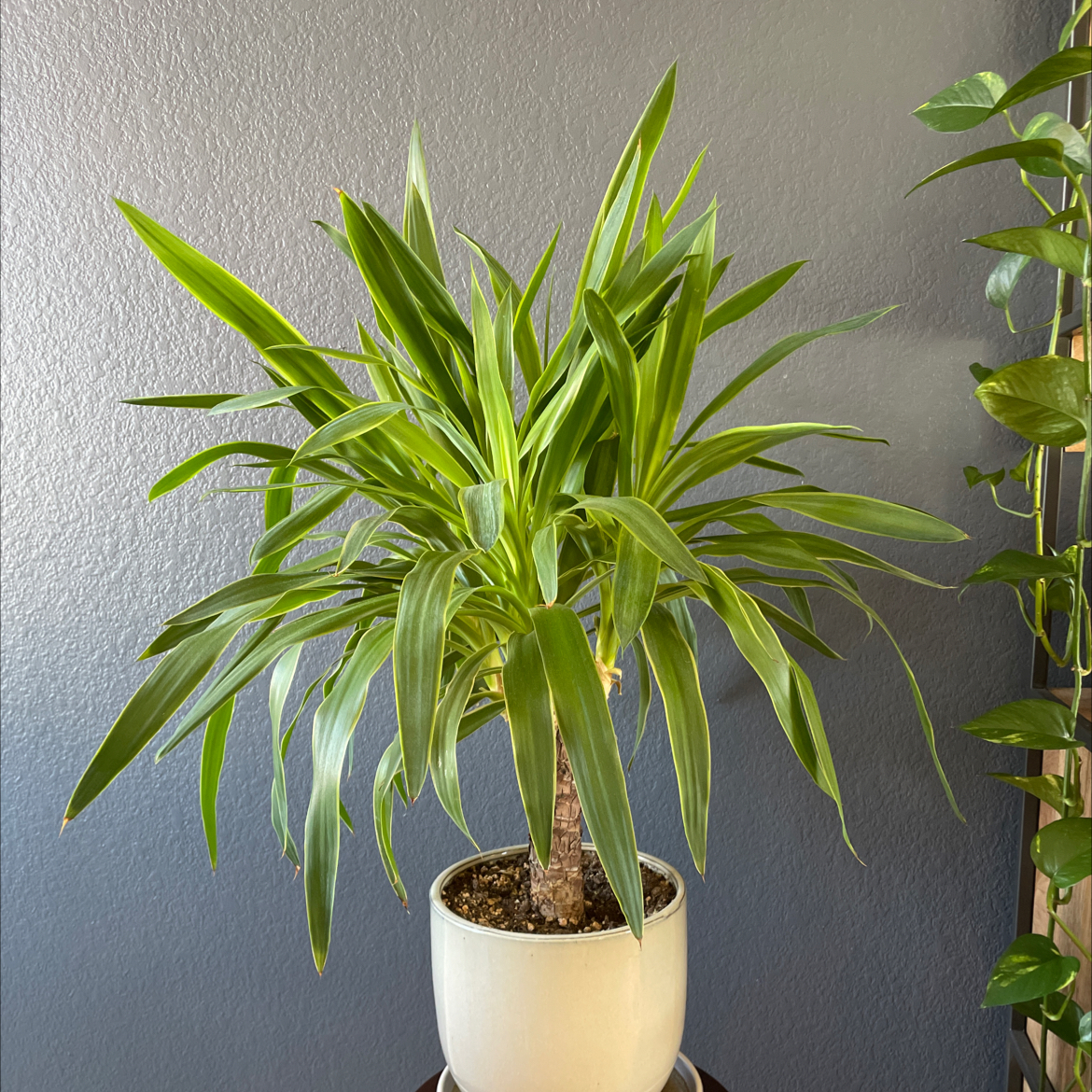 Photo of the plant species Dracaena Massangeana by @badplantmom named Baby palmy on Greg, the plant care app