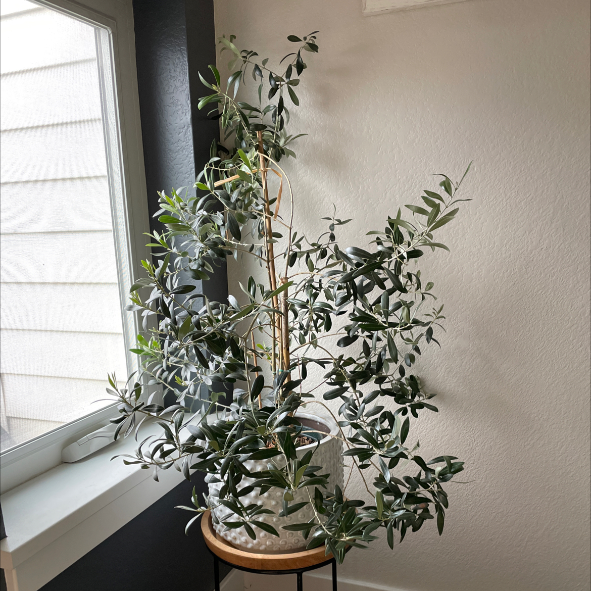 Photo of the plant species Olive Tree by @badplantmom named Olive Pudding Jacobs on Greg, the plant care app