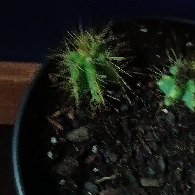 Photo of the plant species Blue Columnar Cactus by @LordHoyaobovata named Sage on Greg, the plant care app