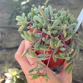 Photo of the plant species Jolly Green Aeonium by @EfficientOnion named Harper on Greg, the plant care app