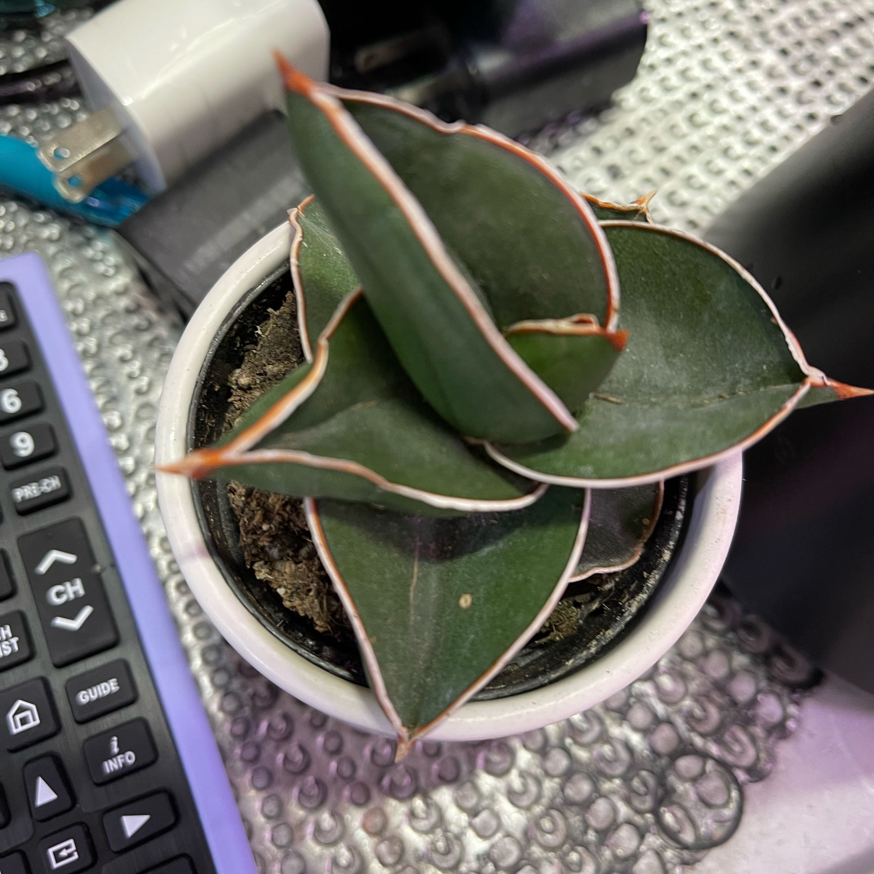 Photo of the plant species Snake Plant by @WunderkindComet named Xena on Greg, the plant care app