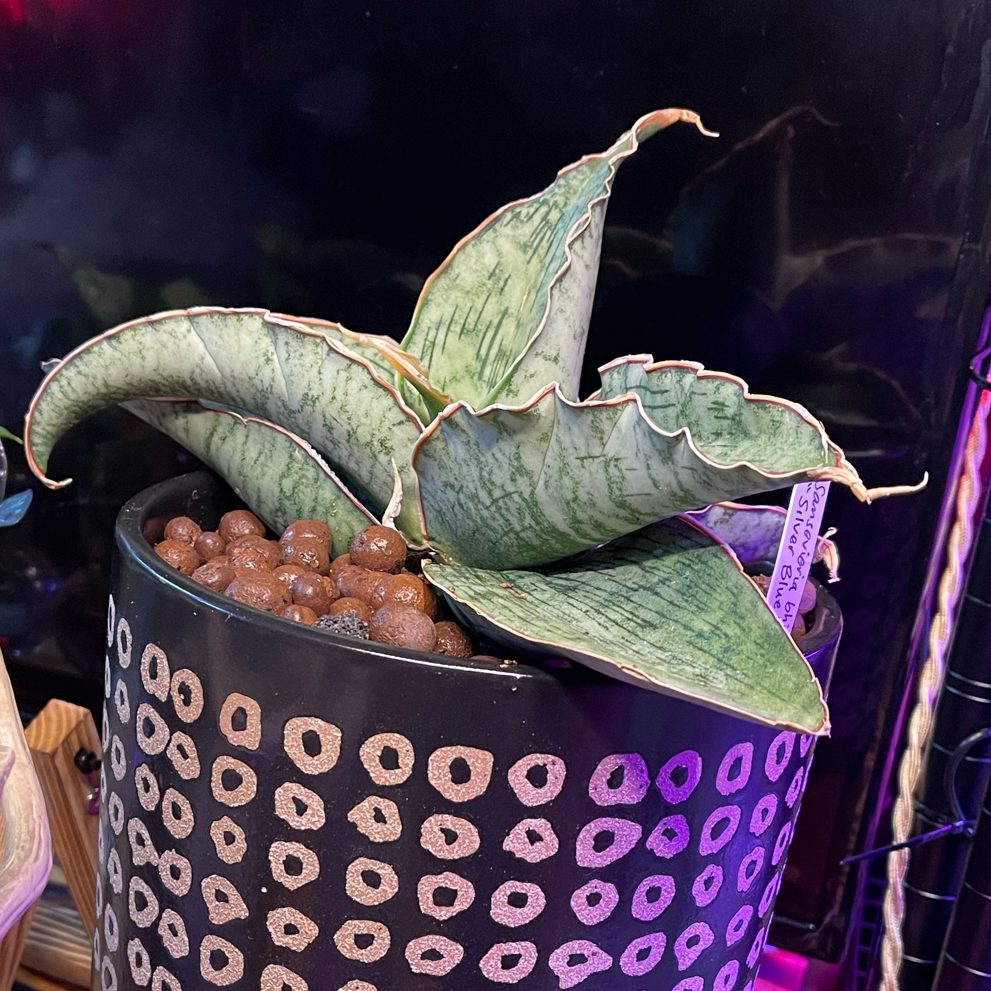 Y2FyZS1wbGFudC1wcm9maWxlL3VzZX  