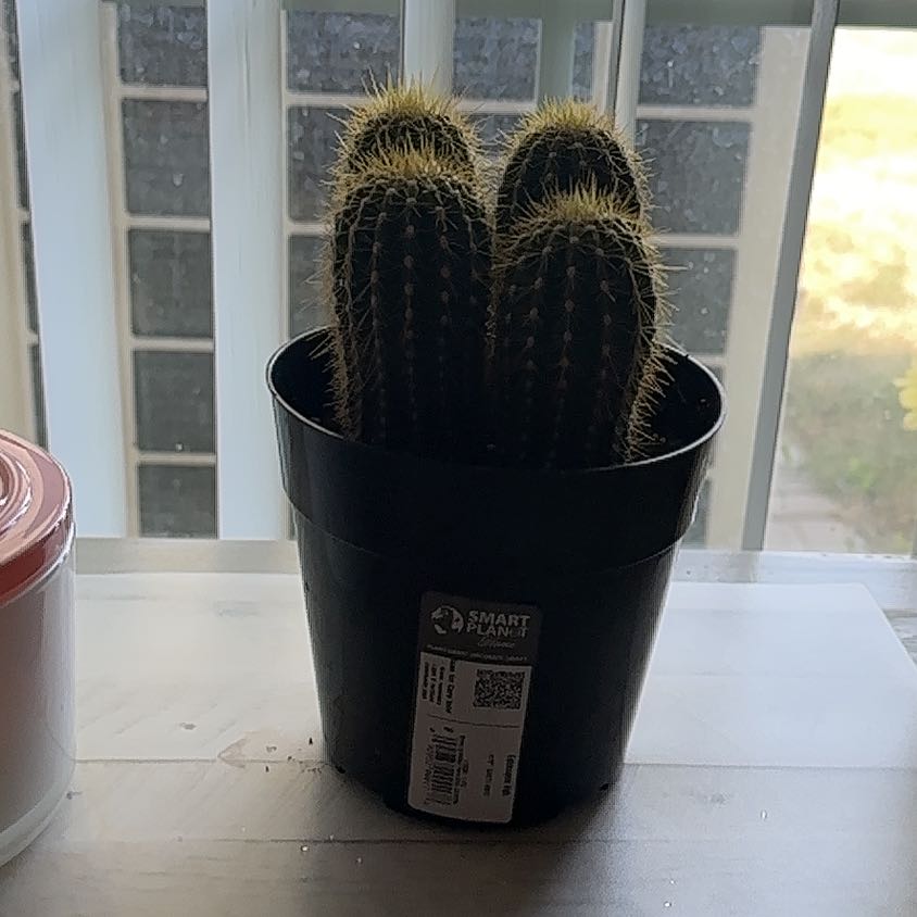 Photo of the plant species Assorted Echinopsis by @LovelyHoupara named Espinis 🩷 on Greg, the plant care app