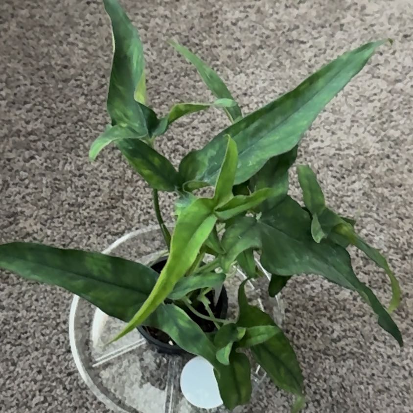 Photo of the plant species Syngonium 'Lance Leaf' by @WiseCoralberry named Forrest on Greg, the plant care app