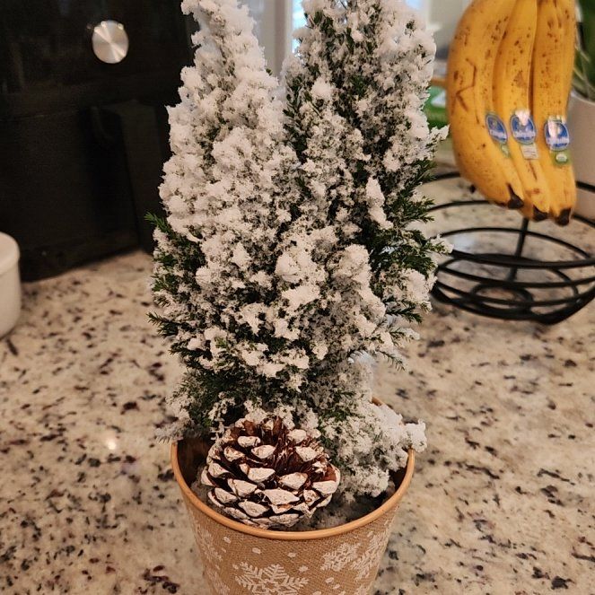 Photo of the plant species False Cypress 'Elwoodii' by @WhollyCowpea named Elijah Elwoodii on Greg, the plant care app