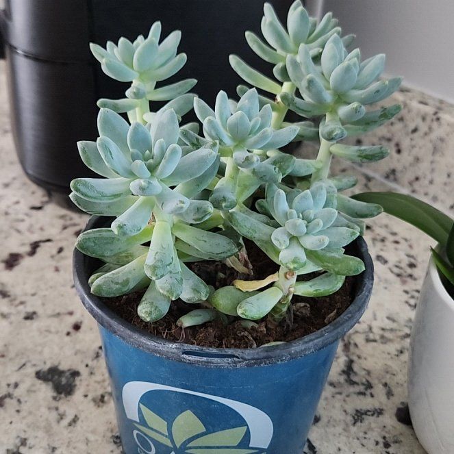 Photo of the plant species Pachyphytum 'Starburst' by @WhollyCowpea named Kardashian on Greg, the plant care app