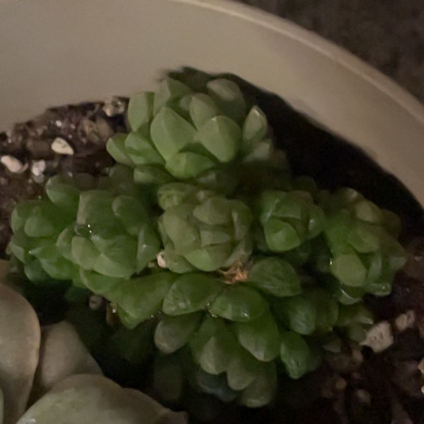 Photo of the plant species Haworthia cymbiformis var. cymbiformis by @PunchyWhiskfern named Duke on Greg, the plant care app