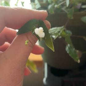 Photo of the plant species Dotted Bridalveil by @SizableIvy named Sproutacus on Greg, the plant care app