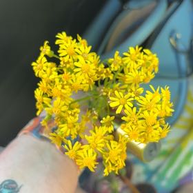 Photo of the plant species Butterweed by @SizableIvy named Harper on Greg, the plant care app