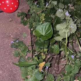 Photo of the plant species Alehoof by @SizableIvy named Bruce Lee on Greg, the plant care app