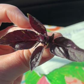 Photo of the plant species Purple Basil by @SizableIvy named Elle on Greg, the plant care app
