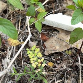 Photo of the plant species Poorman Pepperweed by @SizableIvy named Walt on Greg, the plant care app