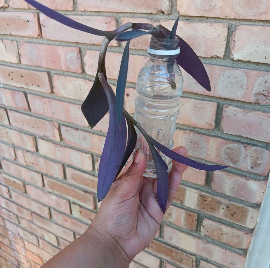 Purple Heart Care 101: Water, Light & Growing Tips