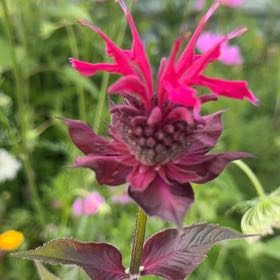 Photo of the plant species Scarlet Monarda by @RadCanebluestem named Sherlock on Greg, the plant care app