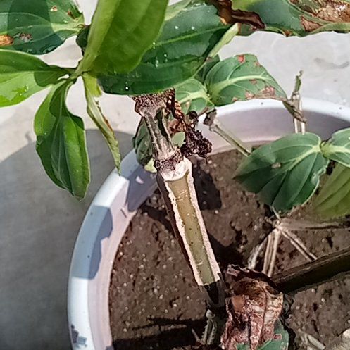 Photo of the plant species Malaysian Orchid by @TidyAnacahuita named Fernie Mac on Greg, the plant care app