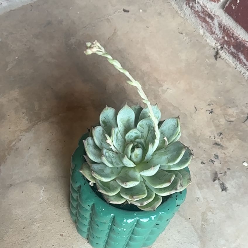 Photo of the plant species Echeveria Tippy by @TidySonomasage named Flynn on Greg, the plant care app