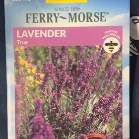 Photo of the plant species True Lavender by @TidySonomasage named Lady Lavender on Greg, the plant care app