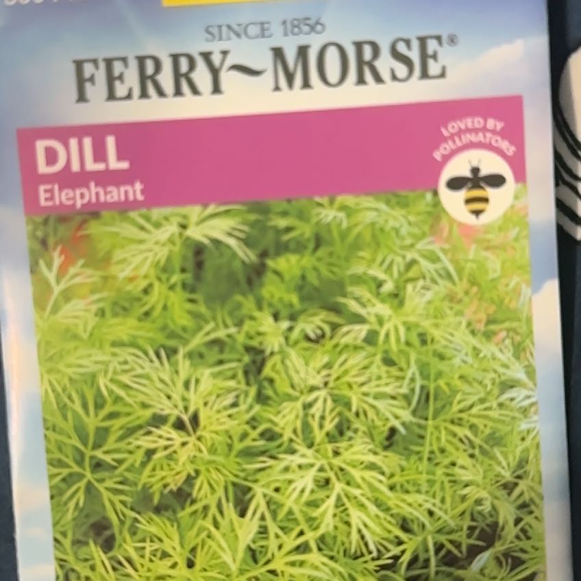 Photo of the plant species Elephant Dill by @TidySonomasage named Ellie on Greg, the plant care app