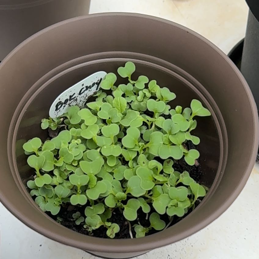 Photo of the plant species Bok Choy by @DeftPepper named Bella on Greg, the plant care app
