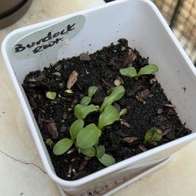 Photo of the plant species Burdock Root by @DeftPepper named Bretman rock on Greg, the plant care app