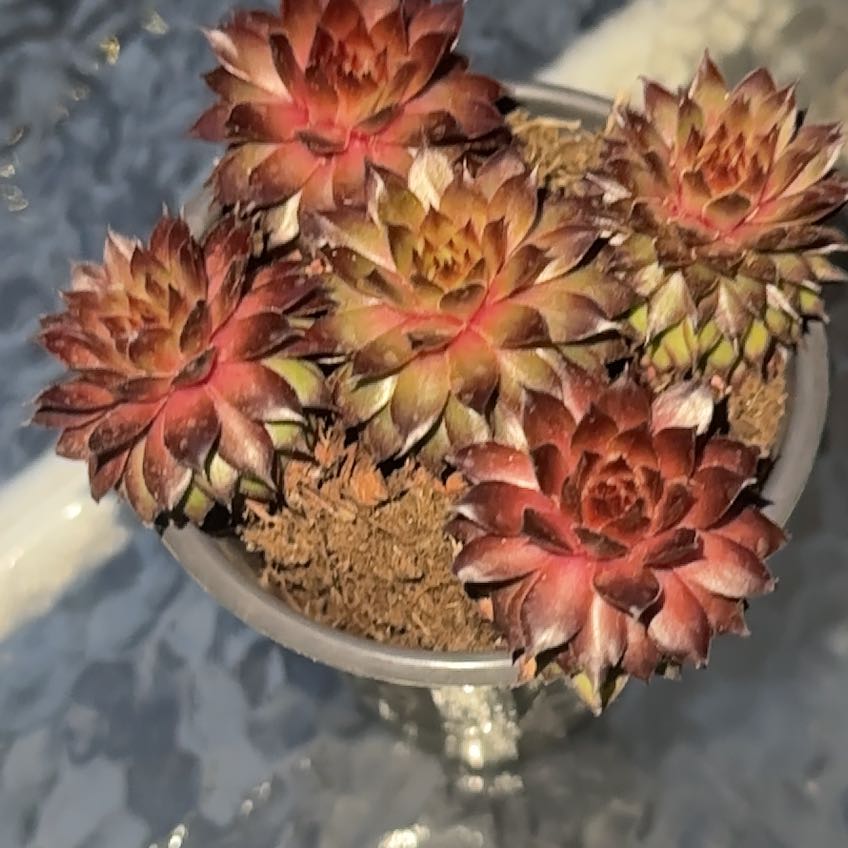 Photo of the plant species Gold Nugget Hens and Chicks by @BoldGrayssedge named Zion on Greg, the plant care app
