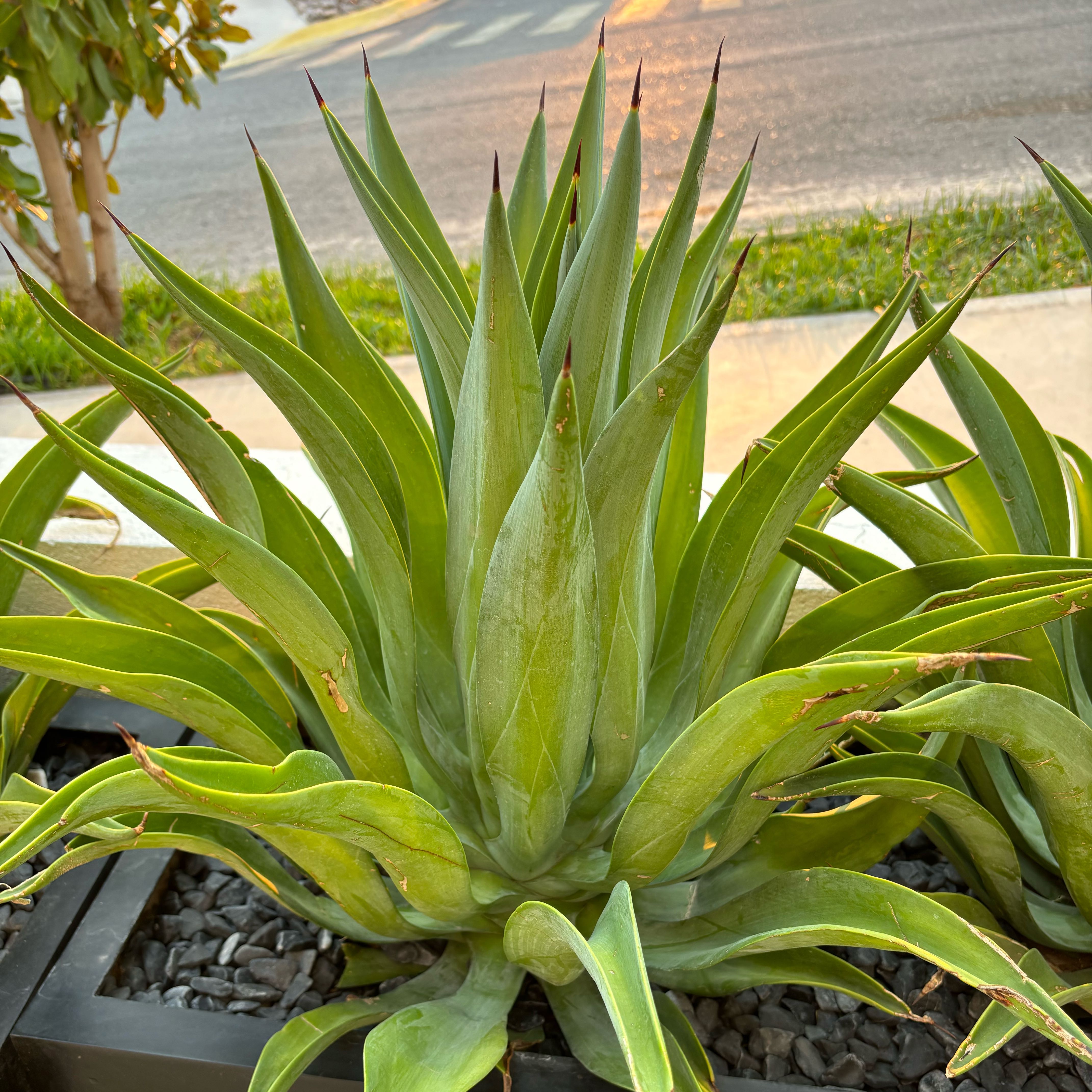 Photo of the plant species Agave desmetiana by @IncisiveRedash named Bruce Lee on Greg, the plant care app