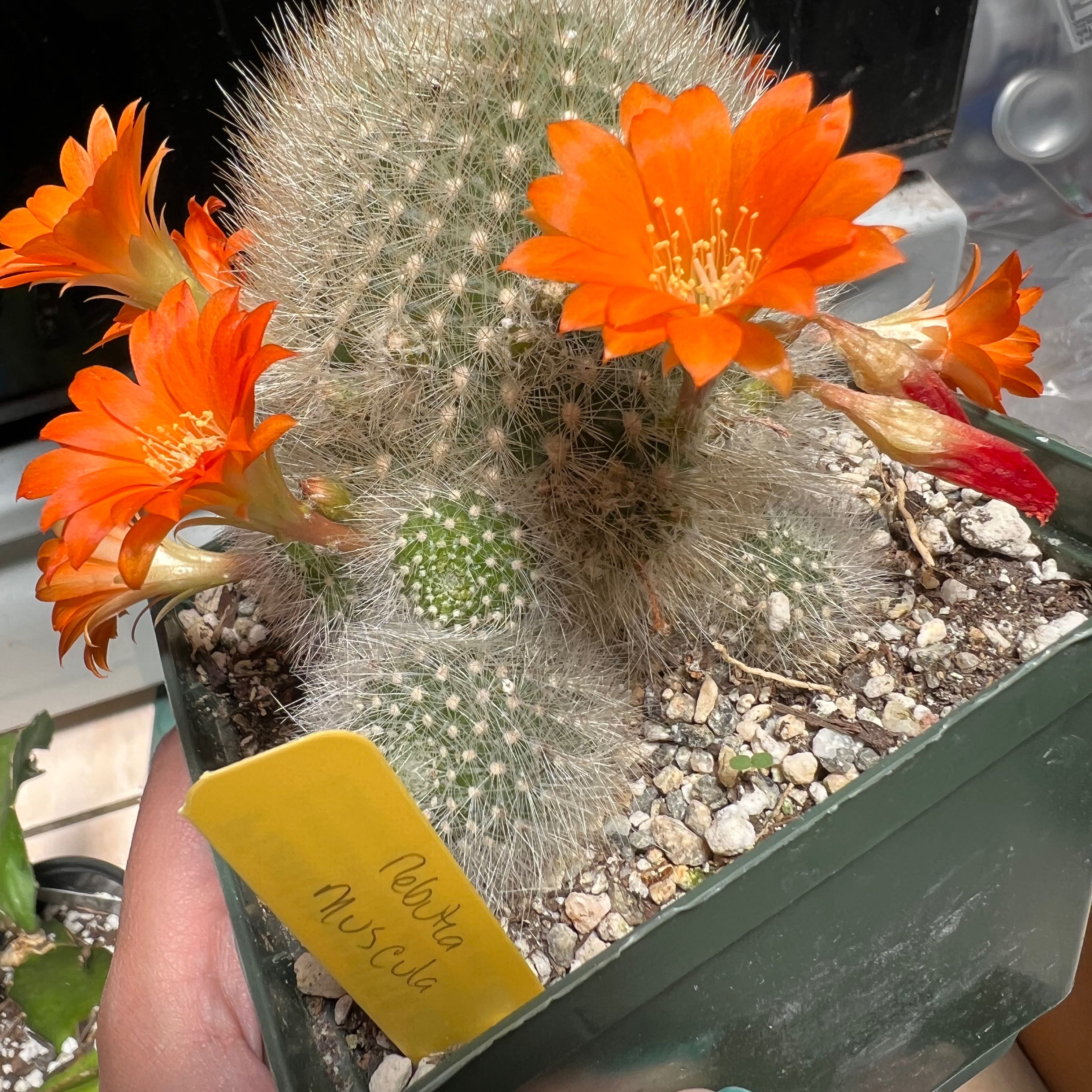 Photo of the plant species Orange Snowball by @MindfulKaraka named Elle on Greg, the plant care app