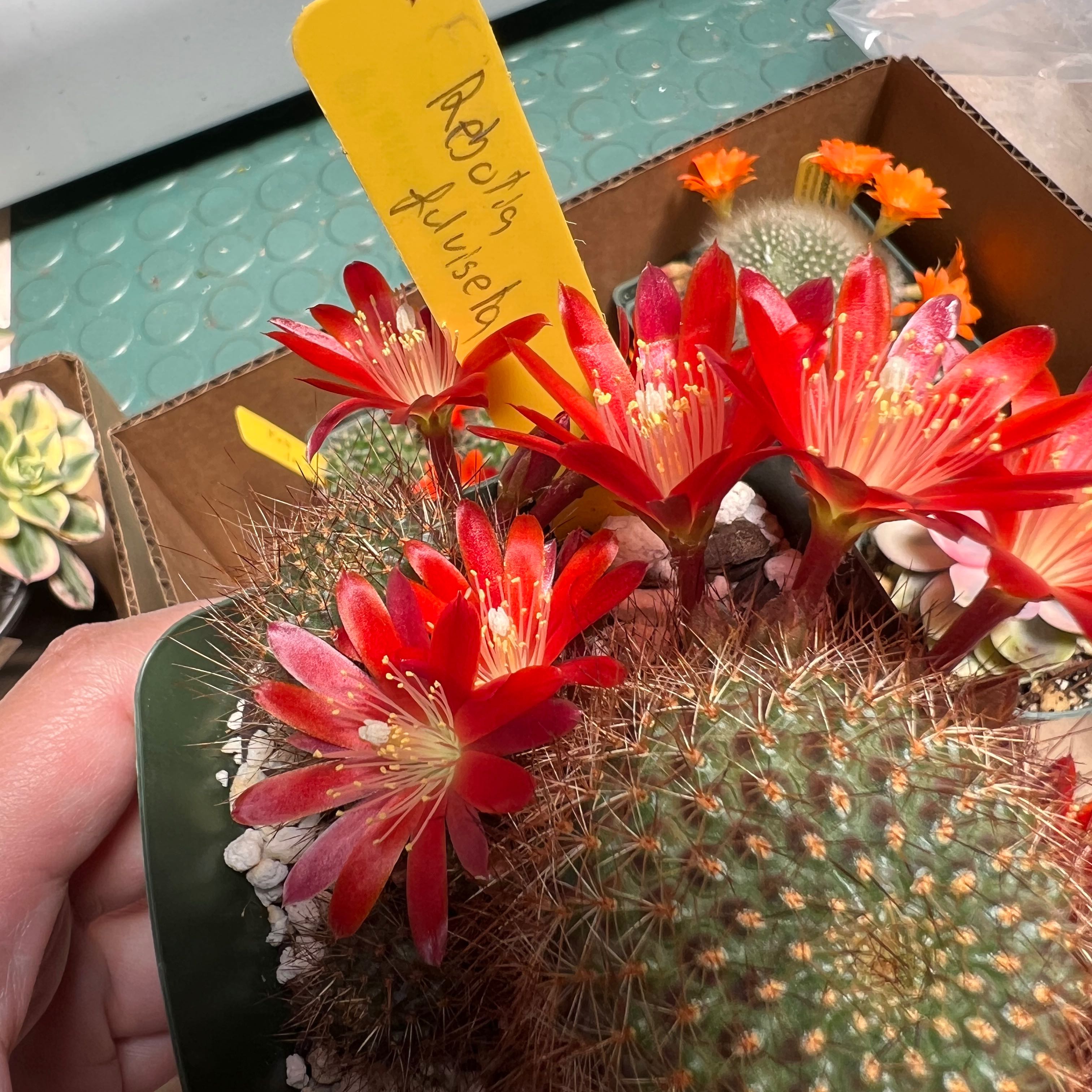 Photo of the plant species Rebutia fulviseta by @MindfulKaraka named Girlfrond on Greg, the plant care app