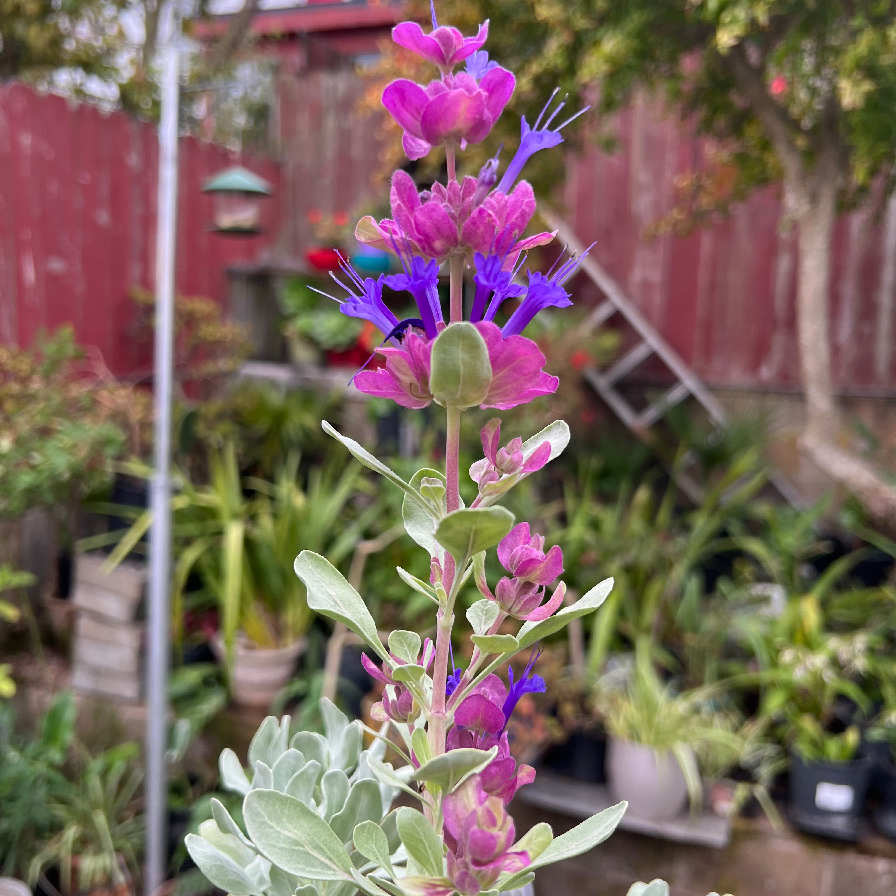 Photo of the plant species Salvia Pachyphylla by @MindfulKaraka named Morgan Treeman on Greg, the plant care app