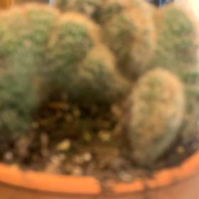 Photo of the plant species Caterpillar cactus by @ProlificGinger named Achilles on Greg, the plant care app