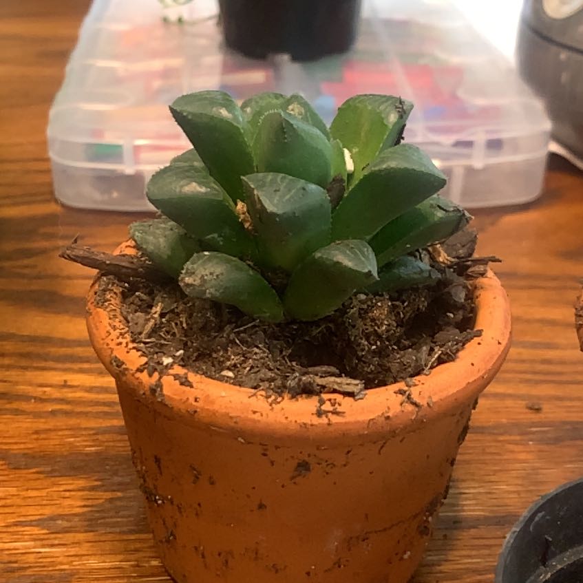 Photo of the plant species Haworthia mirabilis var. mundula by @ProlificGinger named Gomez on Greg, the plant care app