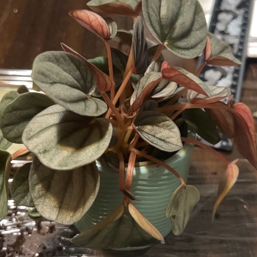 Photo of the plant species Peperomia Sunrise by @SilkenNinebark named Zion on Greg, the plant care app