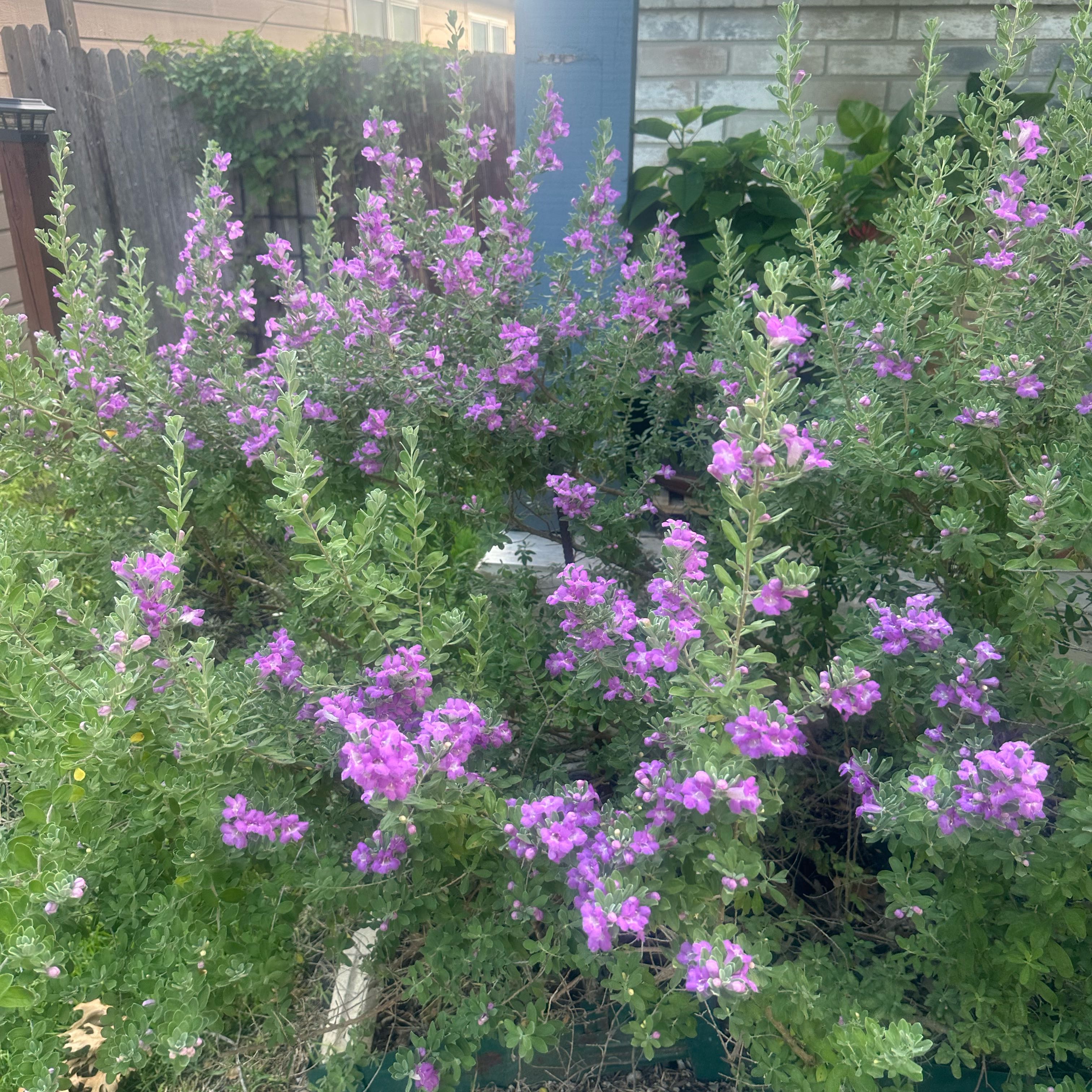 Photo of the plant species Texas Sage by @LucidSaguaro named Lavender on Greg, the plant care app
