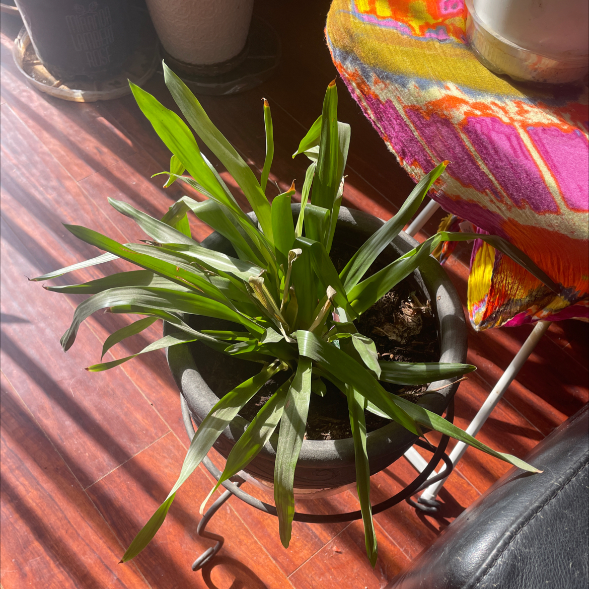 Photo of the plant species Bromeliad by @Jennidplantin named Nemo on Greg, the plant care app